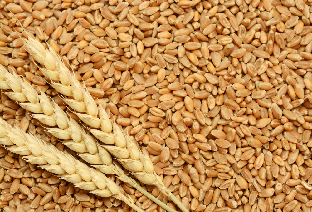 (1)  wheat.jpg
